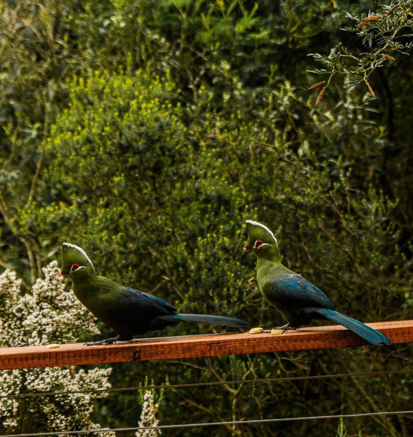 Forest Hill Wildernis Exterior foto