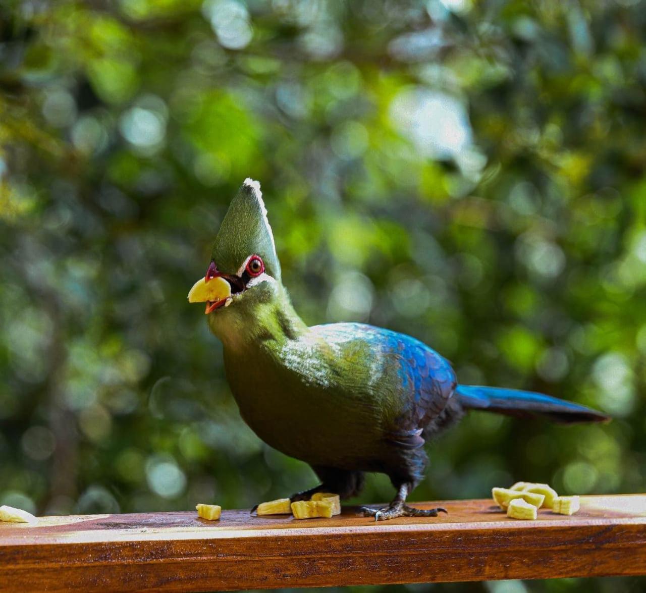Forest Hill Wildernis Exterior foto
